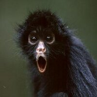 TheatreMonkey (@theatremonkey) Twitter profile photo