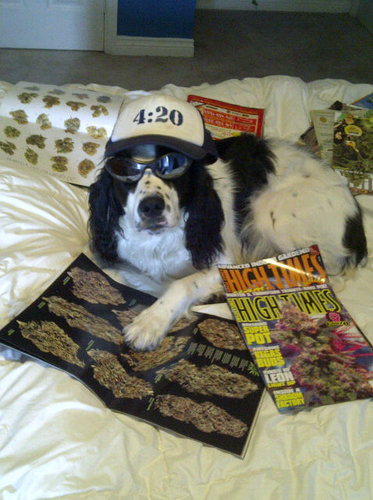 DelusionalDog's profile picture. Bark if you're horny! Affiliated with The Funny Guy Network. Follow our other accounts @thatwhatifguy @thatwhippedbf @thewonderings @shittyfather