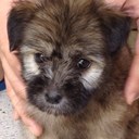 olive suarez - @ramville23 - Twitter