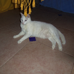 lagatatete's profile picture. Opositora 100% ... Amo mi país... Y mientras tenga vida lucharé para que disfrutemos de nuevo en democracia...