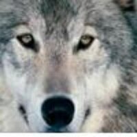 Old Wolf (@oldwolf11) 's Twitter Profile