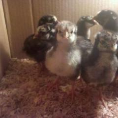 pamtoya's profile picture. Resilient Woman, Mother, Survivor, Advocate, Independent, Hopeful, Wife-in-Love, Living, Laughing, Loving