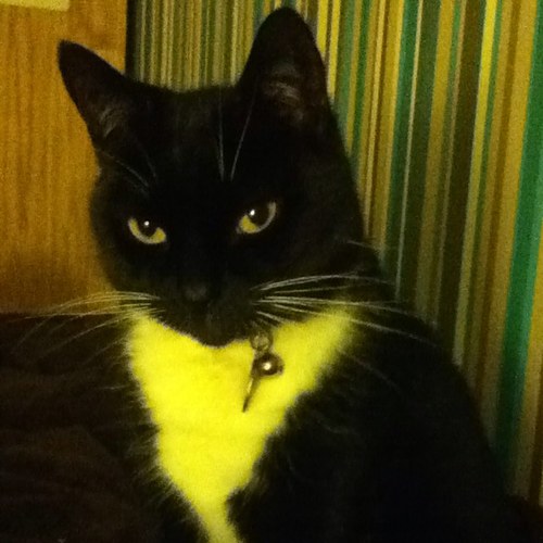 I am a cat, I hate you and I will forever judge.