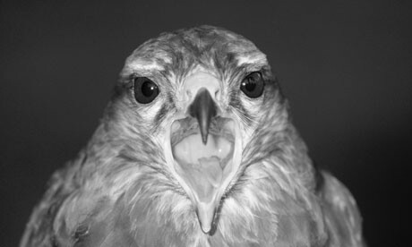 BernieBuzzard's profile picture. A Buzzard that tells stories about the haunted woods with cousin Barry and Elvis the mouse. #coyb #flyhigh