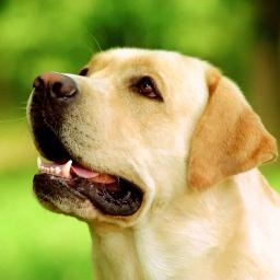 best_dogs's profile picture. Все о собаках!