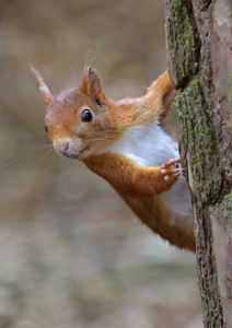 The Northern Ireland Environment Agency's events, sites and properties information.