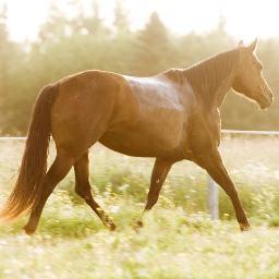Easy Online Horse Management Software. Online since 2005, a stable place for your horse records.