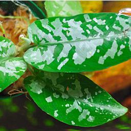 JOE_ANL's profile picture. 天乃山ネイチャーアクアリウム研究所は、1995年に設立されたネイチャーアクアリウム全般と水草レイアウトについて広義に研究する機関である。