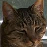 Sound (@bambiumami) 's Twitter Profile Photo