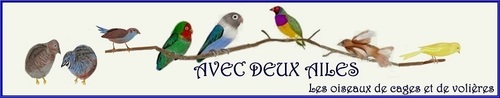 forumavec2ailes's profile picture. http://t.co/GzuQUqErso  Le lieu de rencontre pour les passionnés d'oiseaux de cages et de volières Québécois.