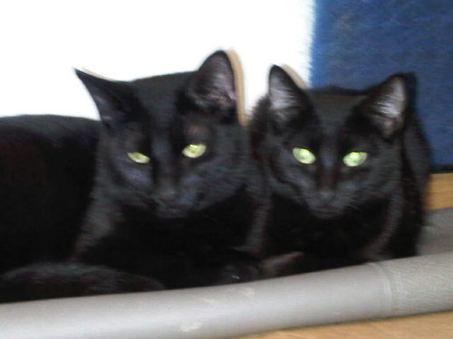 I am a mother of two and I run a cat rescue from my home. Remember: Don't let your dreams always be dreams!