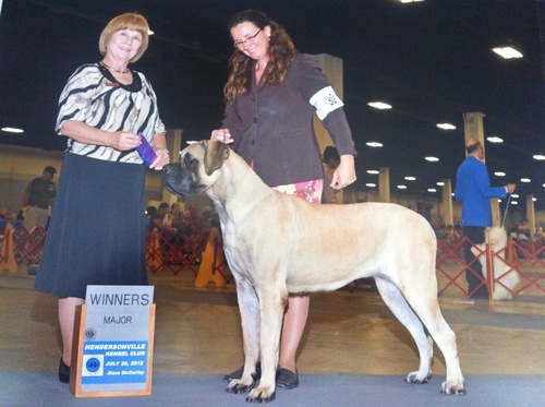 I LOVE, RAISE, SHOW,& BREED ENGLISH MASTIFFS!