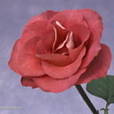 jamila jamal - @jamila91jamal - Twitter