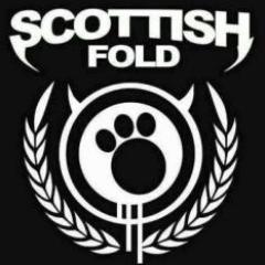 Scottishfold co