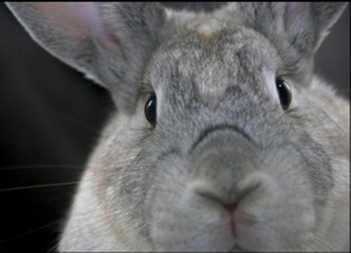 House rabbits are 100% VEGAN + GREEN companions.  Please adopt a fuzzkid!