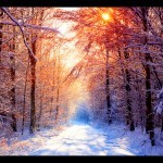 chamaliaaherat's profile picture. 