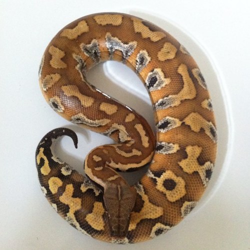 Heres my account linked into my instagram where ill be adding updates of my blood python collection!!