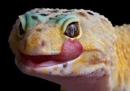 Criador de geckos, eublepharis macularius, hemitheconyx caudicintus, goniurosaurus luii, pogona viticeps