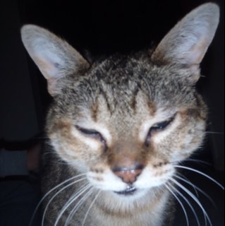 mom2bengals's profile picture. 