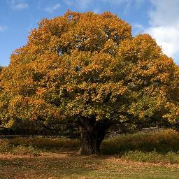 I'm an oak tree and I don't do jokes.