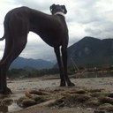 Charlie David - @CharlietheDane - Twitter