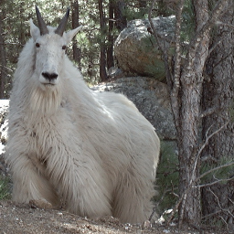 rakhunter14's profile picture. Hunting, Archery, Rifle, Black Powder, Photography, Shooting. Can't get a password reset for R_A_K_ so using this now.