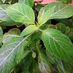 Expert Growers and Suppliers Salvia Divinorum also Specialising in fine Seeds, Herbs & Spices. #SalviaDivinorum #Hydroponics #Plants