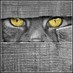Диана Басенко (@dbasenko) Twitter profile photo