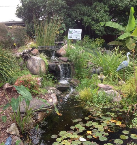 Welcome to American Aquascapes, Let us build you a fantasy. We specialize in outdoor water gardens and pond supply.