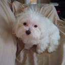 gina gabriel - @ginagabriel2 - Twitter