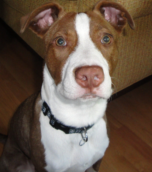 Iowa Hawkeye Alum, Pit Bull Advocate, Craft Beer Lover