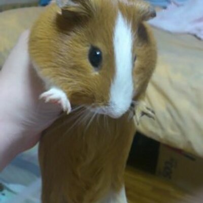 あかいとり苺