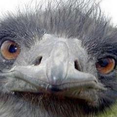 Webmaster, Boquense, Músico, Apolítico y Autodidacta en todo. Apasionado bebedor y tenista tardío.