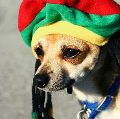 Quer oregano ? http://t.co/FVp2C9l7Nz
Dorgado-4i20/512130998814667?skip_nax_wizard=true