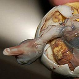 freshbalut's profile picture. Don't tell me to do the math.  You brought it up - YOU do it.  You may use a calculator.