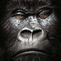 No more Monkey Business