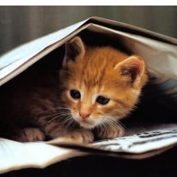 HuggyPiggy's profile picture. 