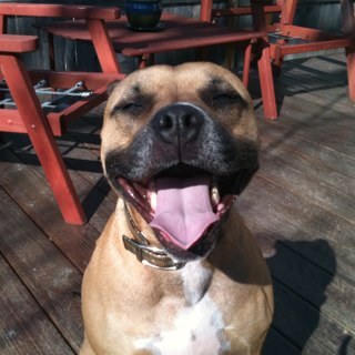 wildwillowNM's profile picture. 