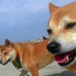 SinjinTheShiba's profile picture. http://t.co/1h2gufjn3l