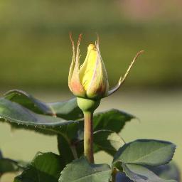 chorosan11's profile picture. 「子どもたちの未来、そして未来の子どもたち」を想像するに、現在の政治・経済・社会状況は救い難い。団塊の世代です。戦争絶対反対・反核・反原発・憲法改悪反対・消費税廃止。ガンジー「現代社会に巣食う７つの大罪」①理念なき政治、②労働なき富、③良心なき快楽、④人格なき学識、⑤道徳なき商業、⑥人間性なき科学、⑦献身なき信仰