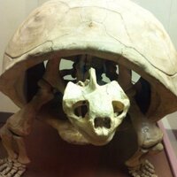 Christine Adolph (@christineadolph) 's Twitter Profile