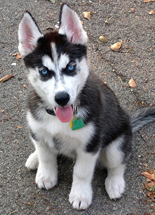 trevor_dog's profile picture. animal care, loving dogs,