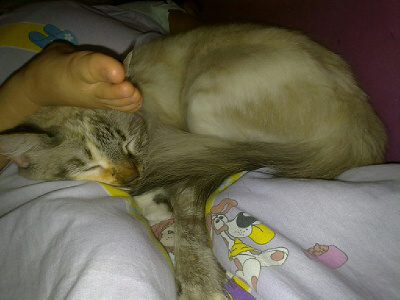 Grupo de ayuda y adopciones para nuestros mejores amigos.. los hermosos animales