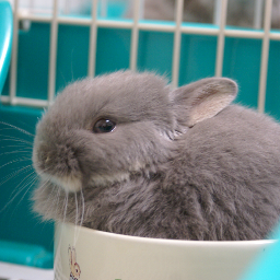 うさぎのふうた 公式 休日の過ごし方 その 運動不足解消の為 昨日から家の周りを1時間歩くことにしました 田舎だから人ひとりおらん 笑 三日坊主にならないよう頑張ります