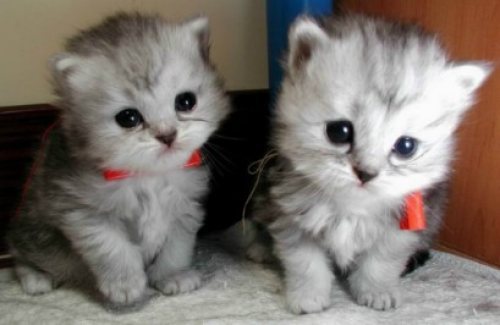Hi! I' m saoda. 16 I' m thai. Interest in Cody Simson/ cartoon/ Sherlock Holmes/ Justin Bieber/ Albert Einstein/ Japan etc. #TeamFollowBack