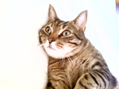 Casey T Cat