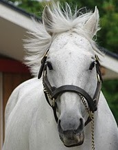 主に、愛猫ノエル・競馬・飲んだ日本酒について呟きます。名前の通り、芦毛馬好きです。 イタリア旅行をした事で美術館巡りが趣味になり、様々な要因で、競馬・サイクリング・JAZZ観賞・旅行・読書・アプリゲーム・アニメ等にもハマり中。尚、各知識は浅い。語学力・体力・財力全て足りないけど、いつかスペイン巡礼に行くのが目標です。