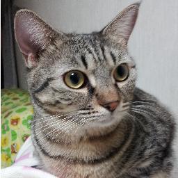 somesaki's profile picture. 