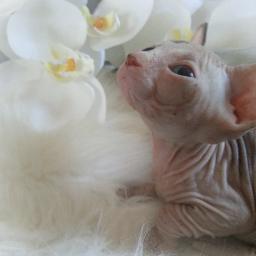 Sphynx Cattery. 
Al onze Sphynxen beschikken over een stamboom en zijn getest op FelV, FiV en HCM.
Regelmatig hebben wij een nestje Sphynx kittens!