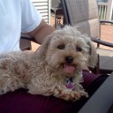 dani pearson - @pearson_dani - Twitter